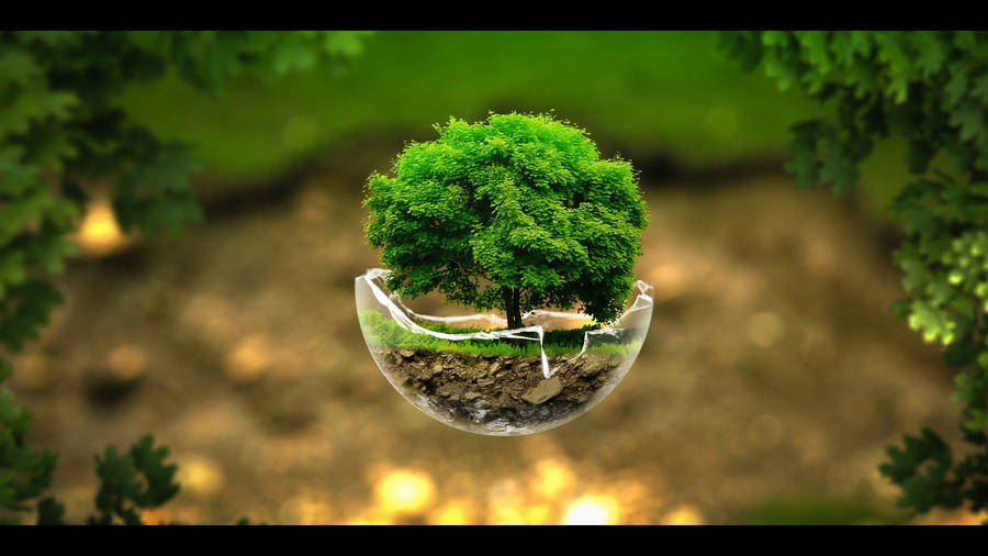 Green Tree On Bowl Wallpaper