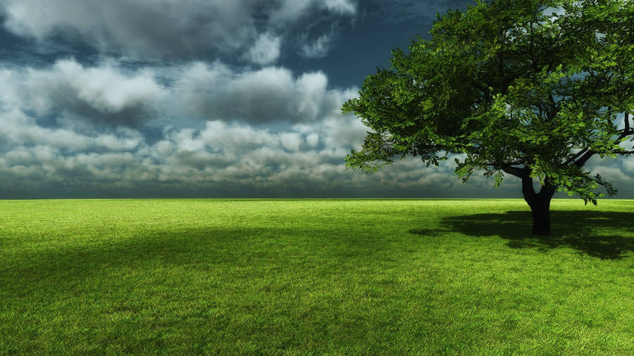 Green Tree Shadow Wallpaper