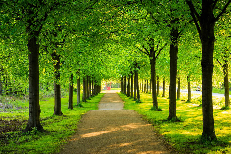 Green Trees In Line Wallpaper