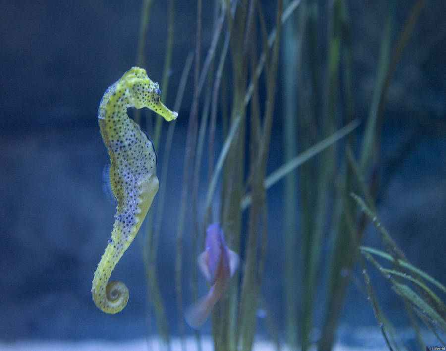 Green Violet Seahorse Wallpaper