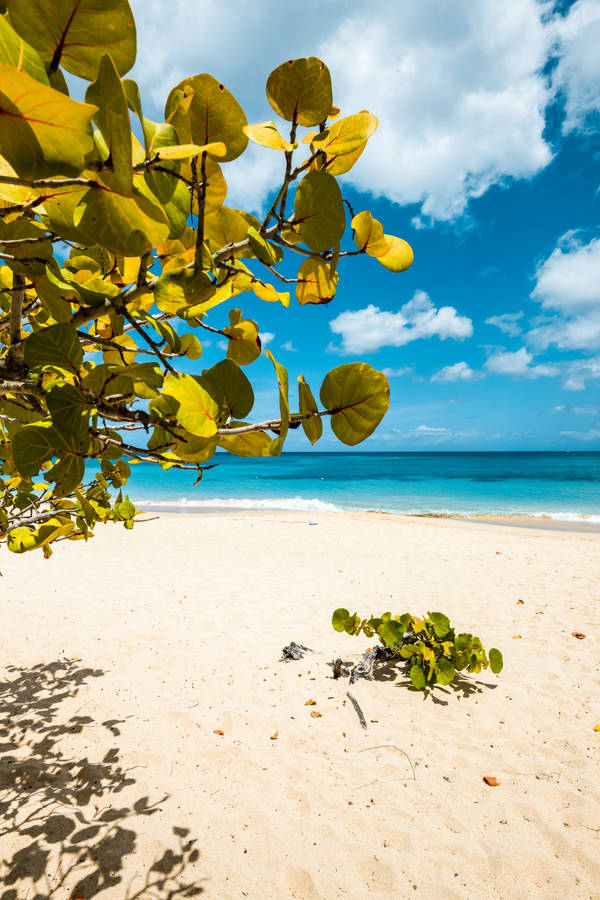 Grenada Beach Tropical Plants Wallpaper