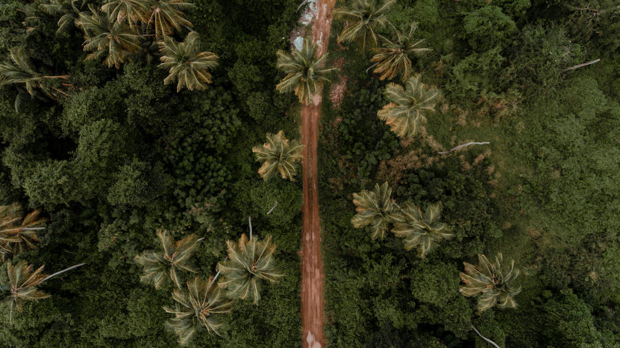 Grenada Dirt Road Wallpaper