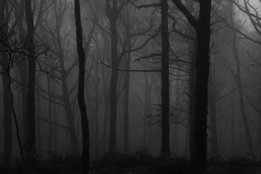 Grey Desktop Dark Forest Wallpaper