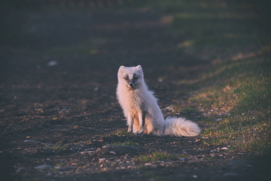 Grey Muzzle Arctic Fox Wallpaper