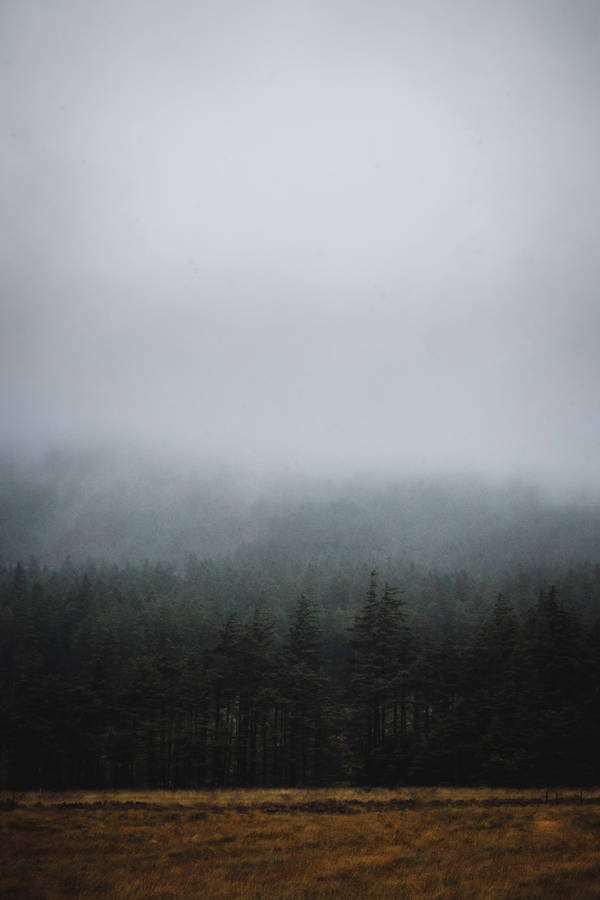 Grey Sky Dark Forest Wallpaper