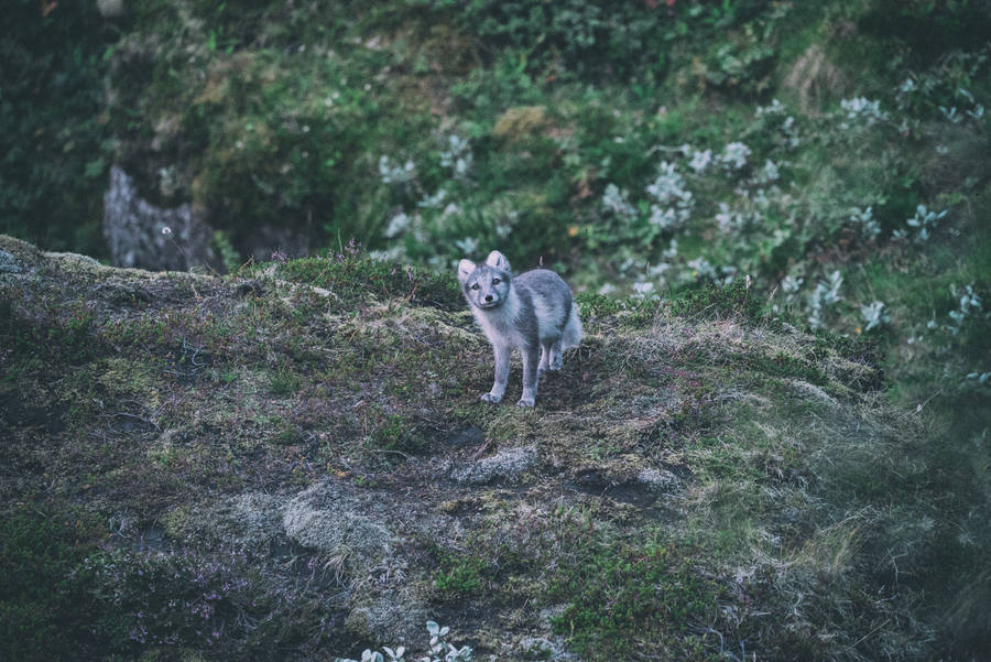 Grey White Arctic Fox Wallpaper