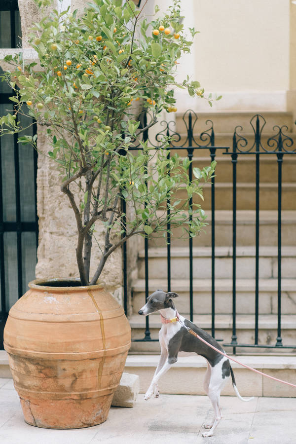Greyhound Potted Plant Wallpaper