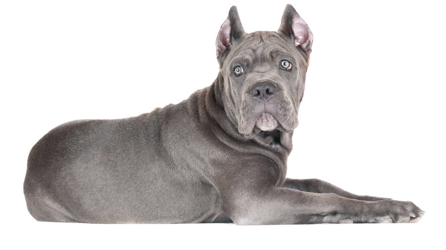 Greyish Cane Corso Wallpaper