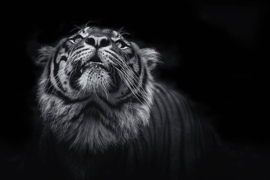 Greyscale 8k Tiger Uhd Wallpaper