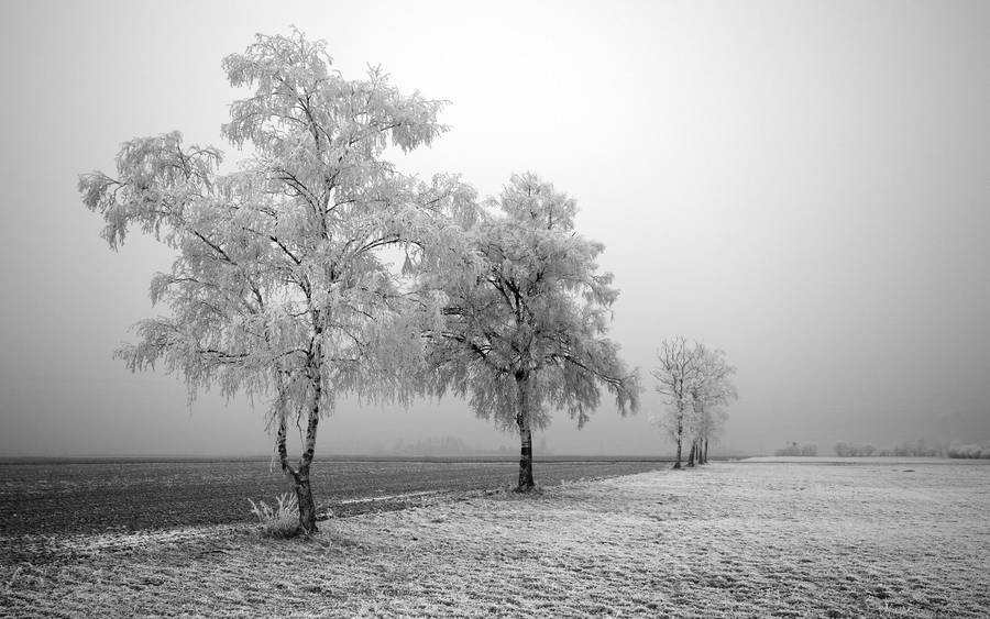 Greyscale Icy Trees Winter Landscape Wallpaper