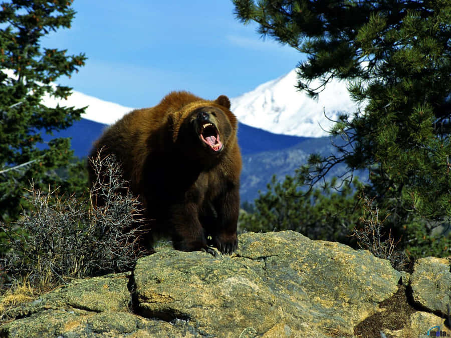 Grizzly Bear Roaringon Rock Wallpaper