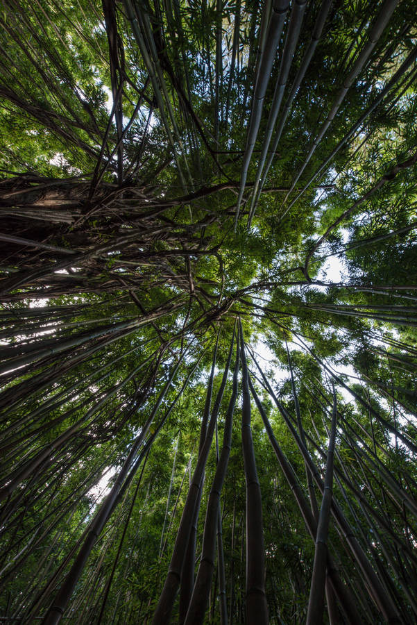 Ground's View Rainforest Wallpaper