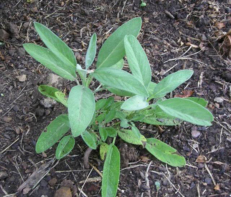 Ground Sage Plant Wallpaper