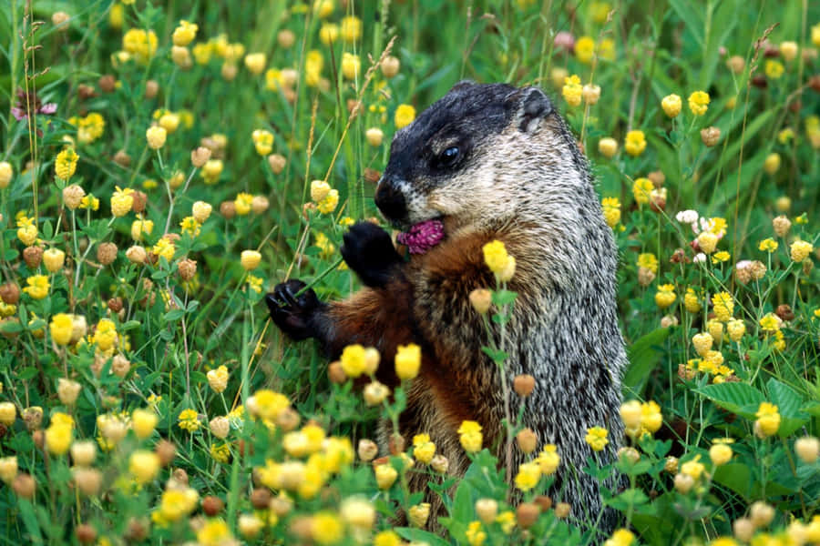 Groundhog Eating Among Flowers Wallpaper