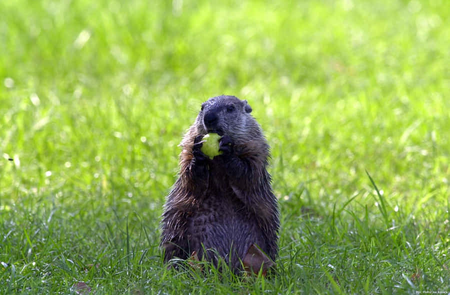 Groundhog Eating Applein Grass.jpg Wallpaper