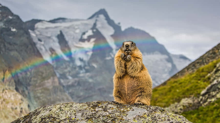 Groundhog Mountain Rainbow Wallpaper