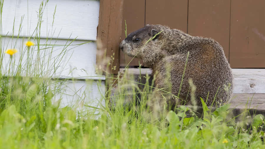 Groundhog Near Wooden Structure.jpg Wallpaper