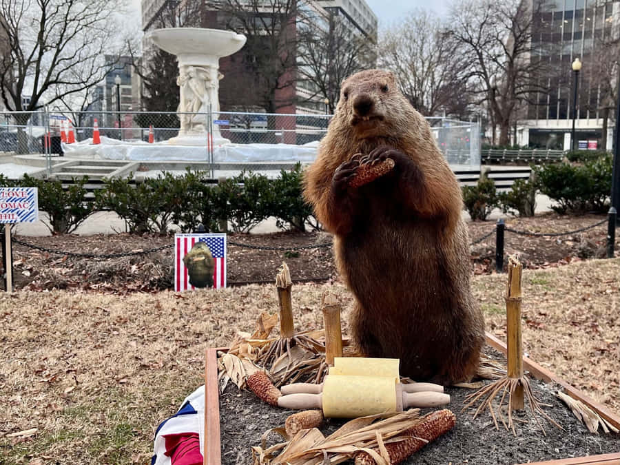 Groundhog Standing Urban Park Wallpaper