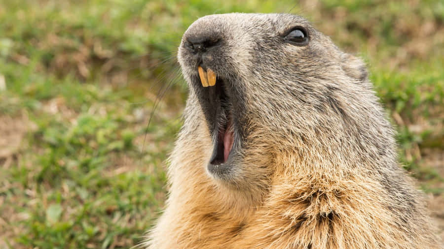 Groundhog Vocalizingin Field.jpg Wallpaper