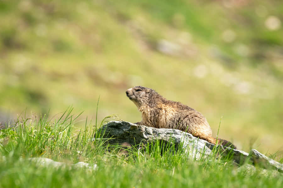 Groundhogon Rockin Grassy Field Wallpaper