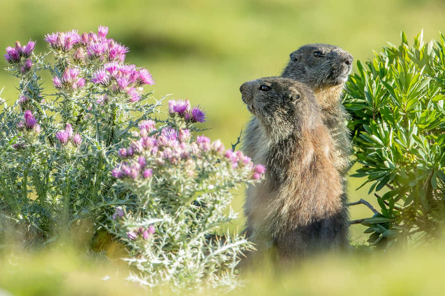 Groundhogs Peeking Through Flowers.jpg Wallpaper