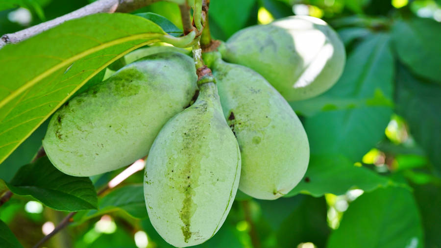 Group Of Pawpaw Fruit Wallpaper