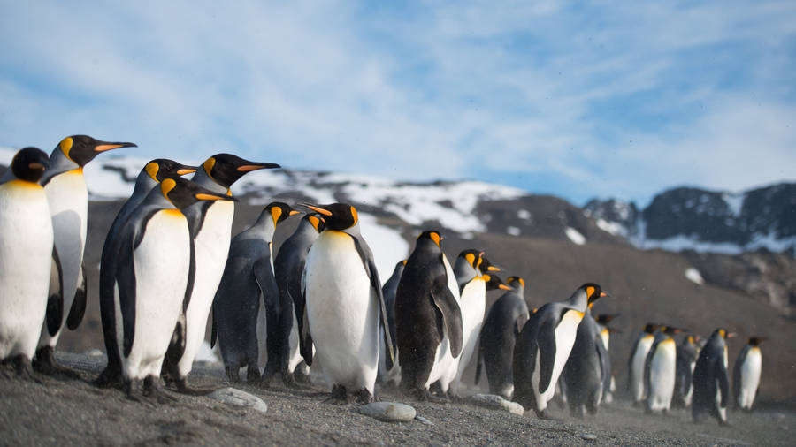 Group Of Penguins Wallpaper