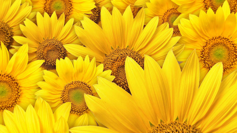 Grouped Sunflower Laptop Wallpaper