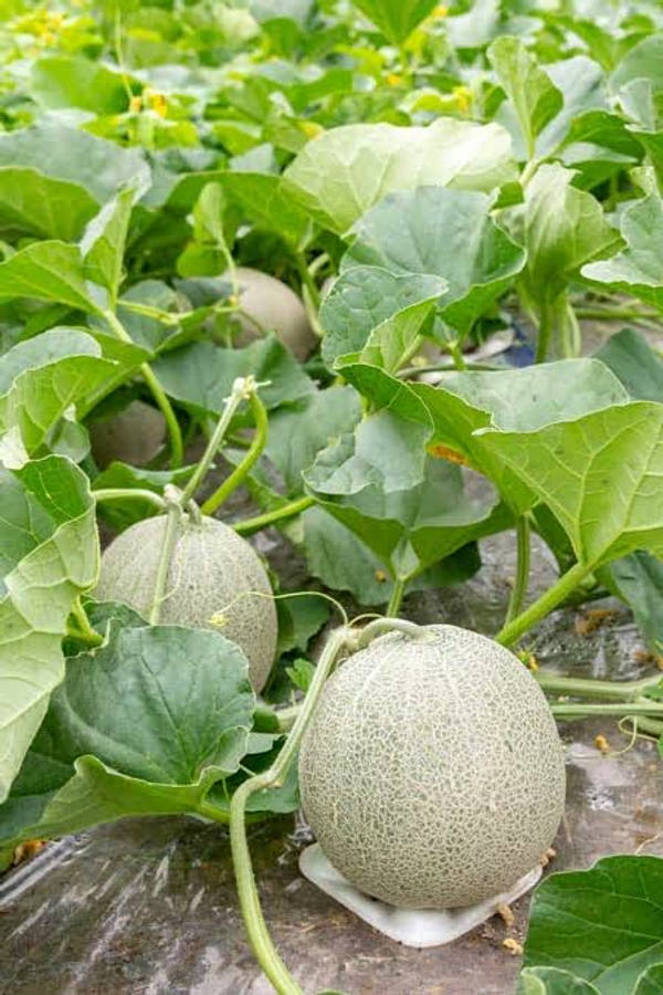 Growing Cantaloupe Wallpaper