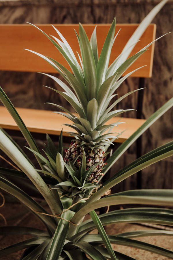 Growing Pineapple Fruit Wallpaper