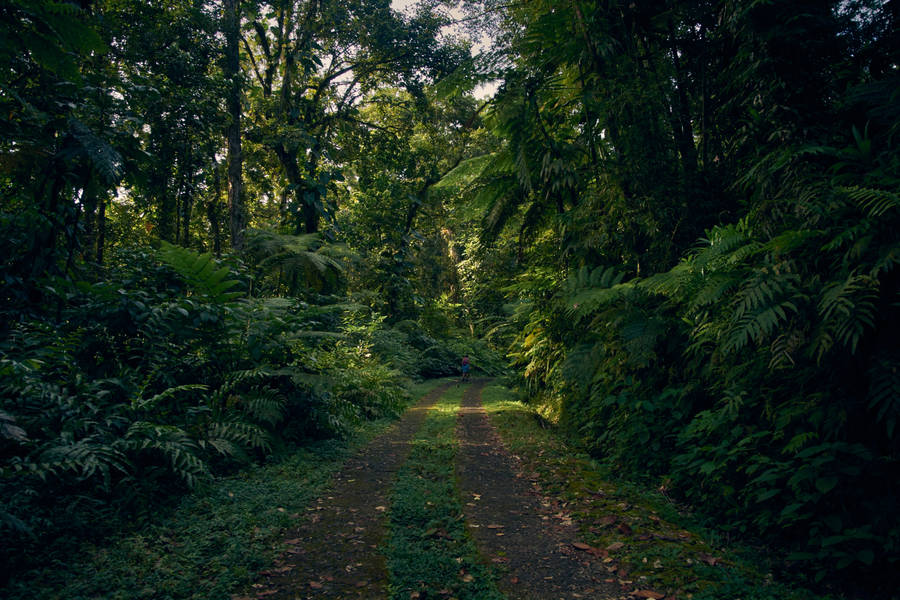 Guadeloupe Rainforest Pathway Wallpaper