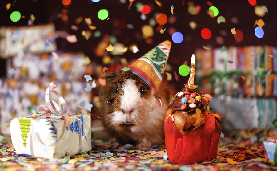 Guinea Pig Holiday Confetti Wallpaper