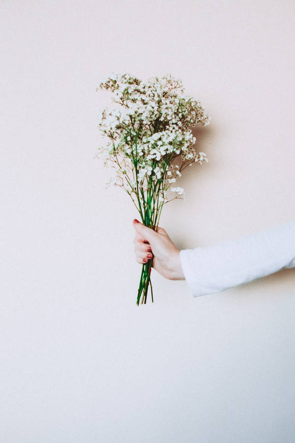 Gypsophilia White Flowers Wallpaper