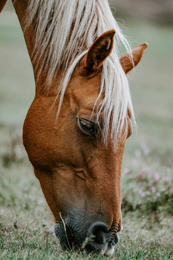 Haflinger Horse Face Wallpaper