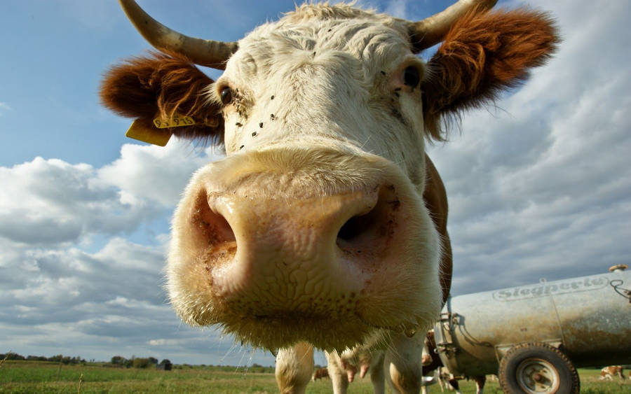 Hairy Cow Nose Wallpaper