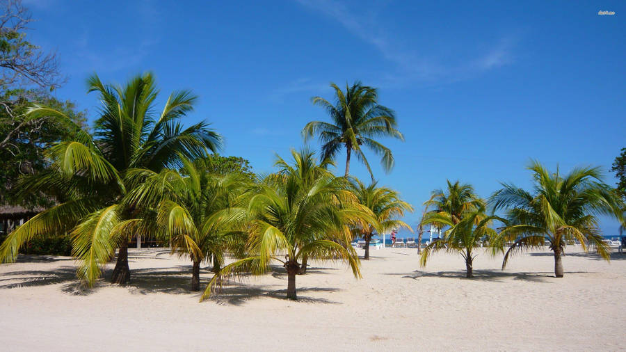 Haiti Coconut Trees Wallpaper