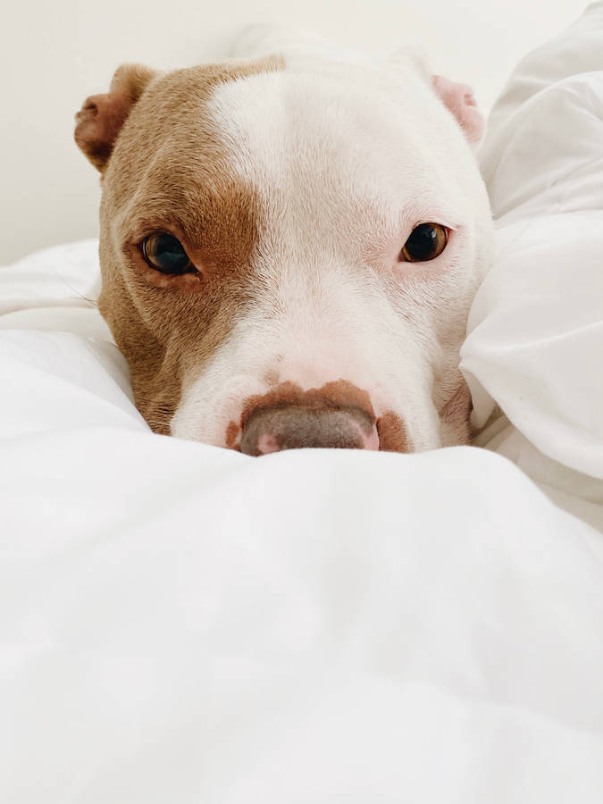 Half White And Brown Pitbull Wallpaper