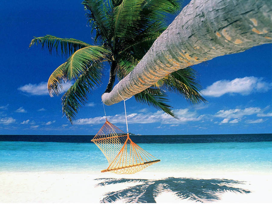 Hammock For Beach Vacation Wallpaper