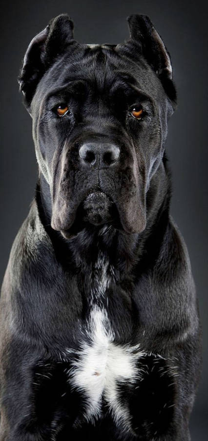 Handsome Cane Corso Dog Wallpaper