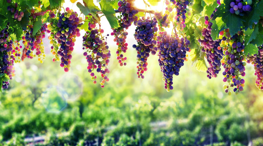 Hanging Black Muscat Purple Grapes Wallpaper