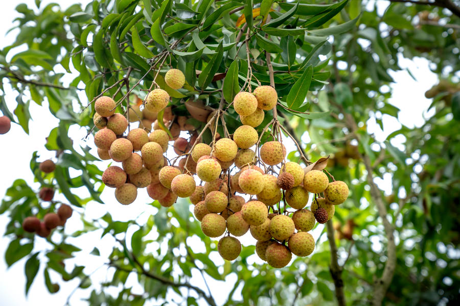 Hanging Bunches Of Longan Fruits Wallpaper