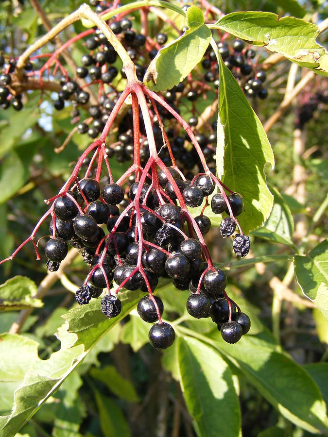 Hanging Fresh Purple Elderberry Fruits Wallpaper