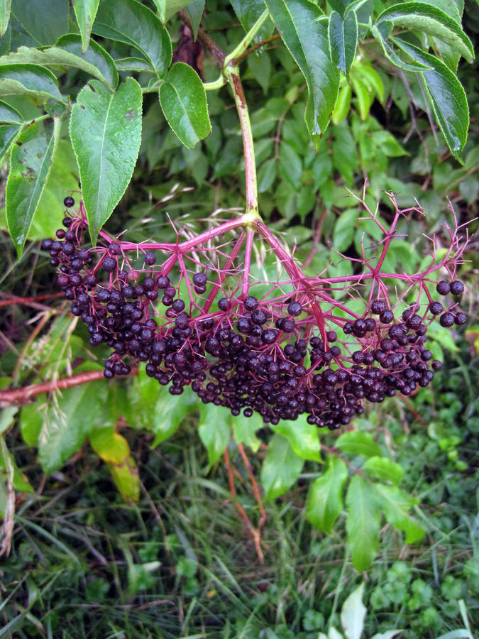 Hanging Purple Twigs And Elderberry Fruits Wallpaper