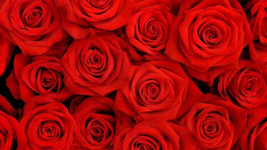 Happy Birthday Red Rose Flowers Wallpaper