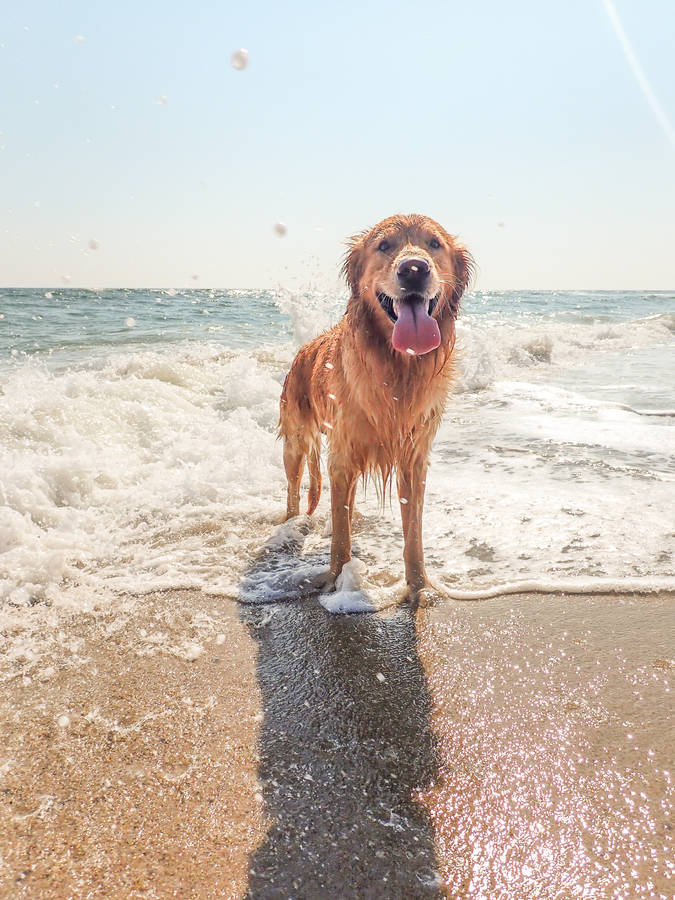 Happy Golden Retriever Beach Photo Wallpaper