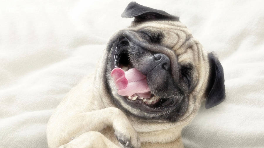 Happy Pug Dog Wallpaper