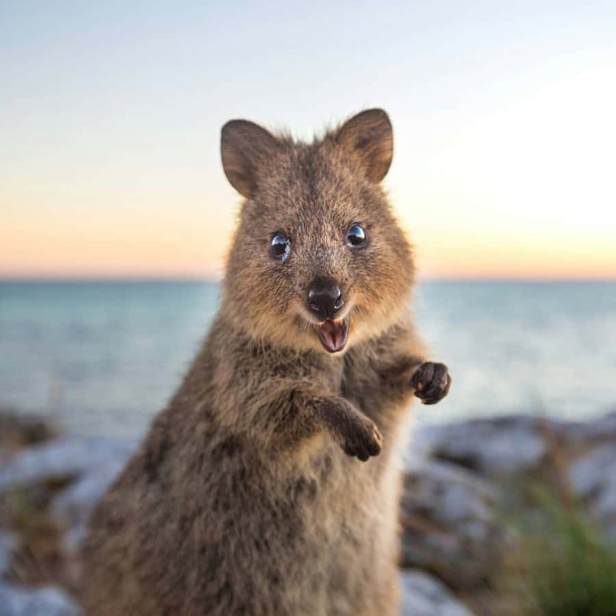 Happy Quokka Sunset Greeting Wallpaper