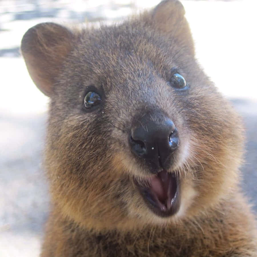 Happy Quokka Up Close.jpg Wallpaper