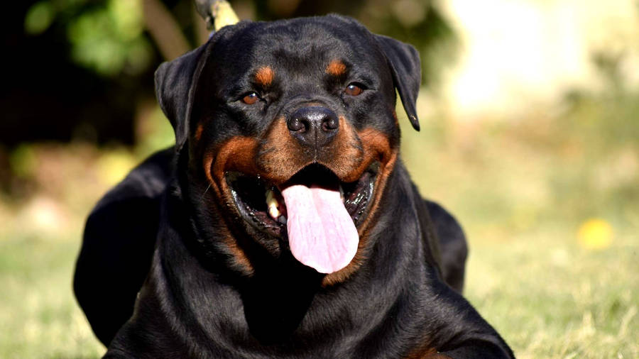 Happy Rottweiler Dog Wallpaper