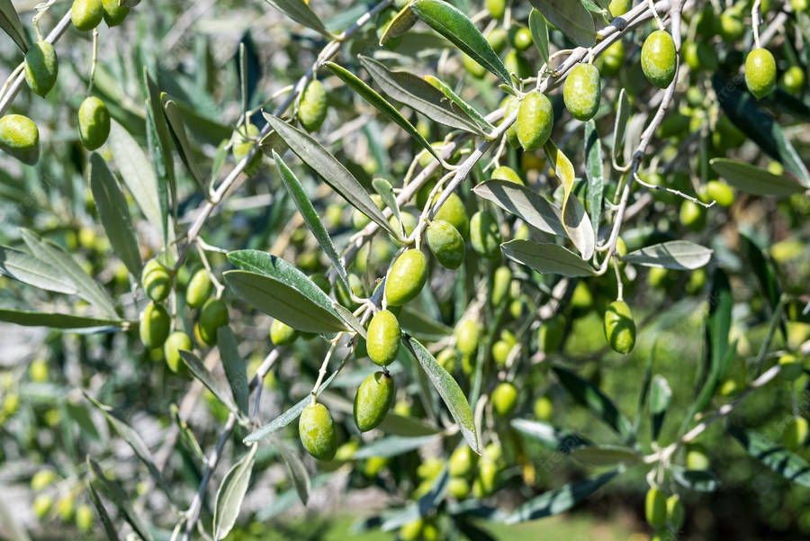 Hardy Olive Tree Florida Wallpaper